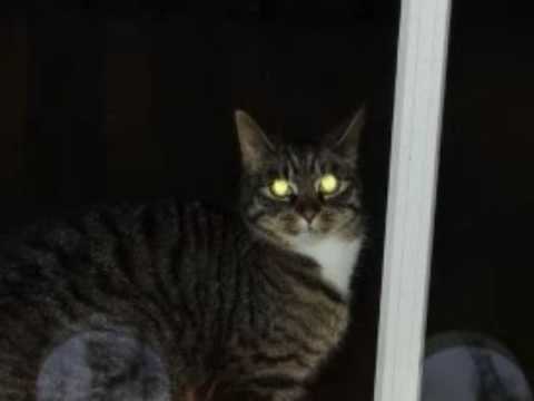 Svein Skurk Nilsen - Koffor kom du ikkje - Ålesund