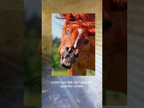 FERIAS NO HORTO DE MANDURÍ! 😁          #FERIAS# HORTO# MANDURI #CAVALO#CASINHA#JUMENTO