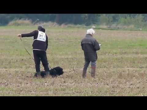 Bodo vom Hexenwald - FCI WM 2014 Malmö - A= 92