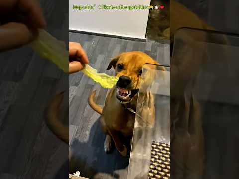 Dogs don' t like to eat vegetables🤣😂 #foryou #puppy #cutedog #dog #funnydog #funny #fyp
