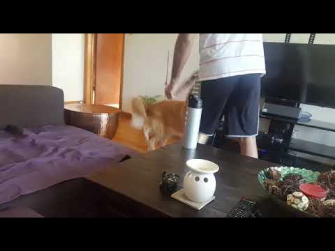 How to train the dogs