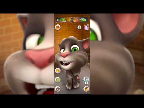 Tom the supermodel -- 3 😂🤣 funny Cat videos