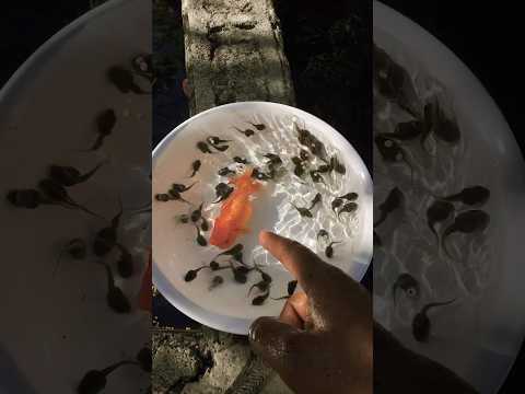 35 renacuajos se pueden comer un pez Gordito