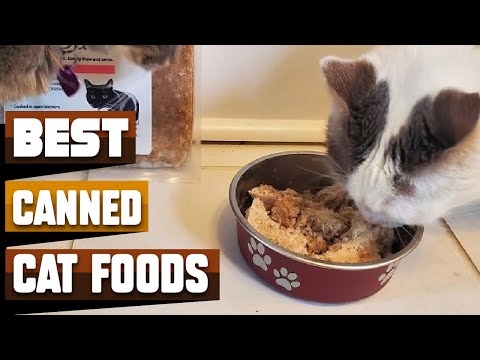 Best Canned Cat Food In 2022 - Top 10 Canned Cat Foods Review