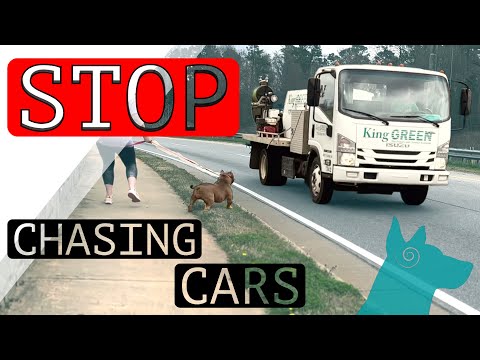 如何阻止狗狗追逐汽車 (How to stop your dog from chasing cars!)