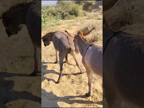 #youtubeshorts #animals #viralvideo #trending