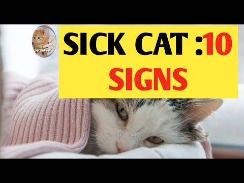 SICK CAT/10 SIGNS  OF A  SICK CAT