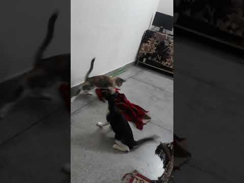 ohhhh my god can't believe #cute Meow Meow Meow #Mustiiii time#plz subscribe my channel