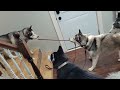Absolute CHAOS What Getting Ready For A Walk Is Like Dogwalk Husky Dogsplaying