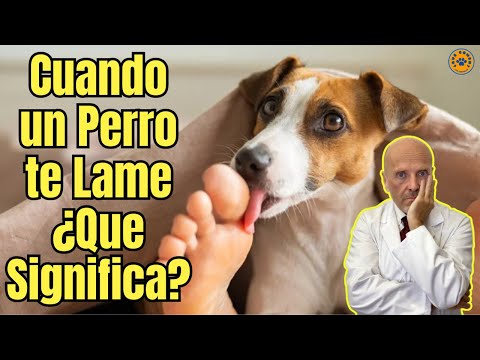 ✅ WHEN A DOG LICKS YOU, WHAT DOES IT MEAN? ✅