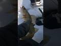 Video Thumbnail for Mid Winter Walleyes Ice Fishing - Ticket of The Day!!