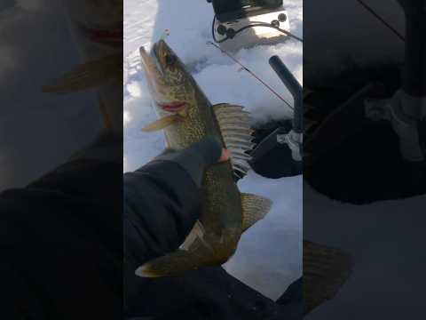 Mid Winter Walleyes Ice Fishing - Ticket of The Day!!