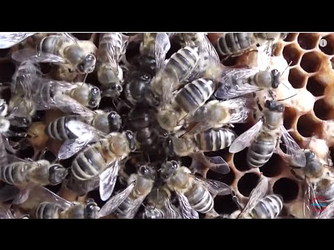 Partea 1/3 - Va reusi oare o matca batrana si fara aripi sa indrepte un nucleu bezmetic? Apicultura