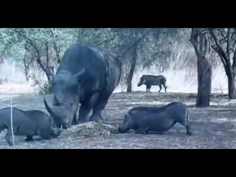 スレッドからの画像