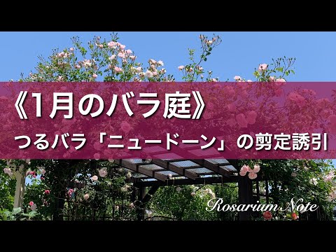 つるバラ「ニュードーン」 植物