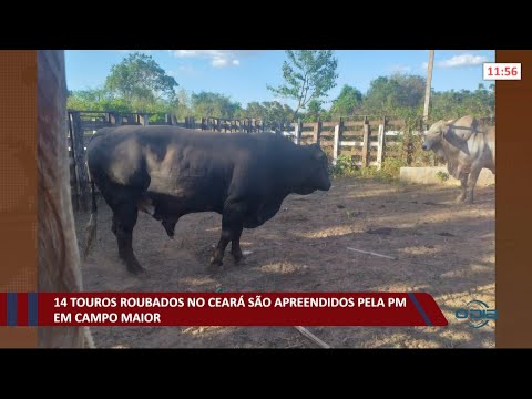 14 Touros roubados no CearaÌ saÌƒo apreendidos pela PM em Campo Maior 27 10 2021
