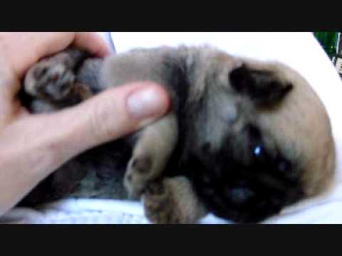 Pug Puppy 3 Weeks old/ Mops Baby 3 Wochen alt "OF GOLDEN PUGS" Germany