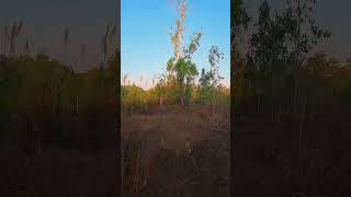 A little Fpv cruise through nature  #darwinnt #fpvdrone #northernterritory #australia #darwinbeauty