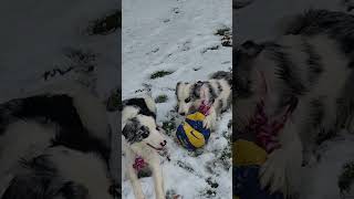 dogs in the snow