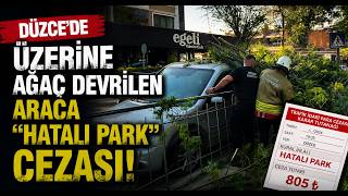 Düzcede Üzerine Ağaç Devrilen Araca Hatalı Park Cezası
