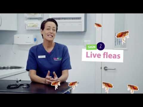 How To Spot, Treat and Prevent Fleas On Cats | Vets4Pets