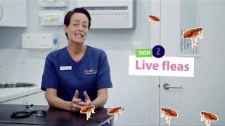 How To Spot, Treat and Prevent Fleas On Cats | Vets4Pets