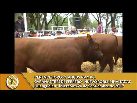 20-09-17 - VENTA DE TOROS - COLORADOS DE HUANGUELEN