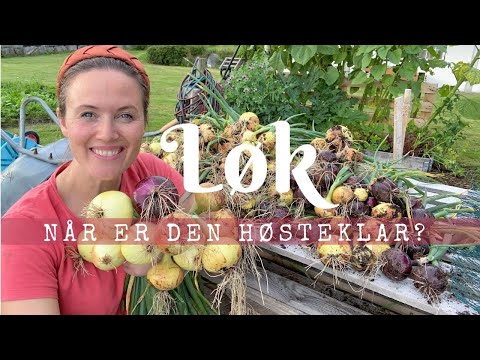 , title : 'Når er løken høstklar og hvordan lagre den.'