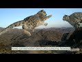 Snow Leopard Trust