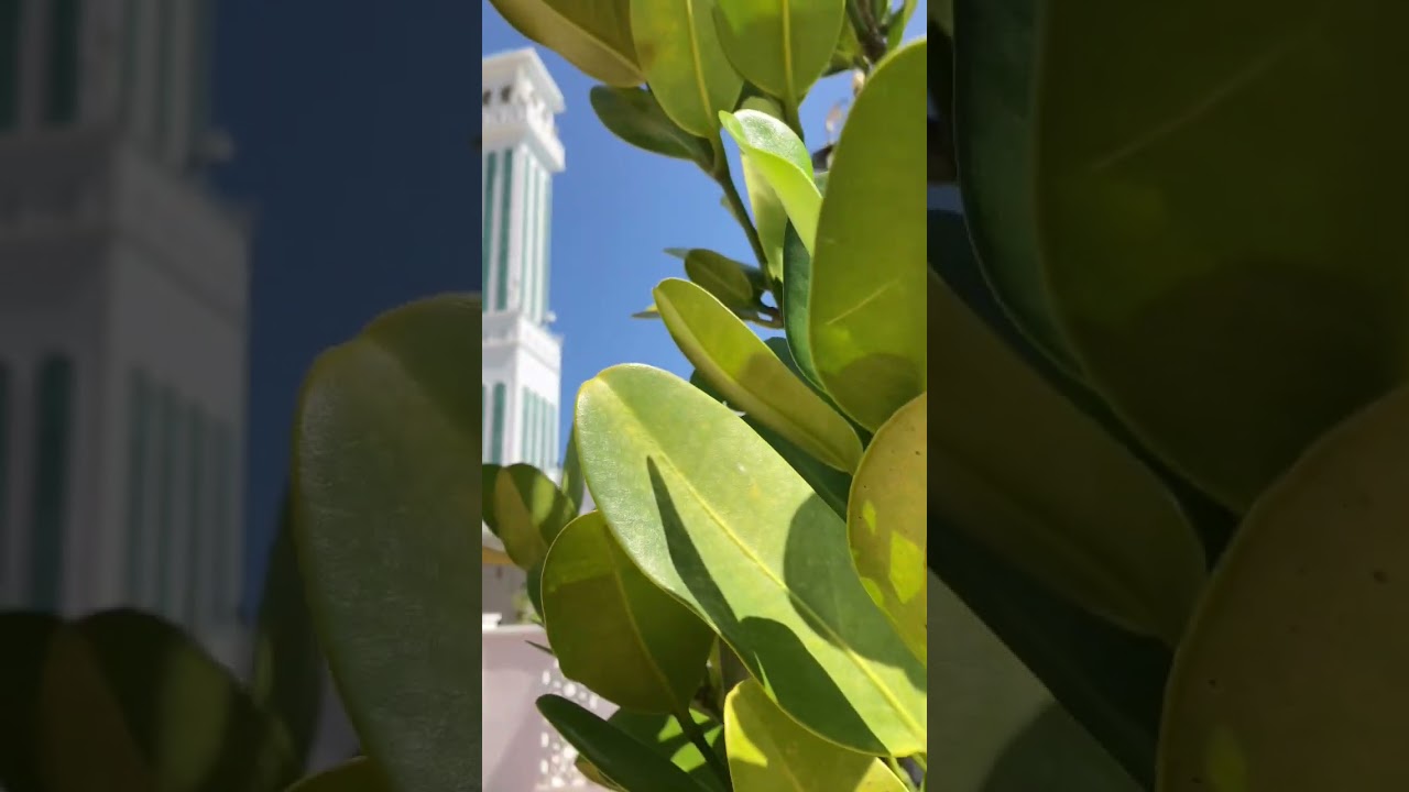 YouTube Short thumbnail