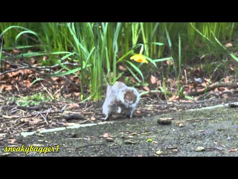 Cat Vs Squirrel (Boris & Sybil) 23Apr12