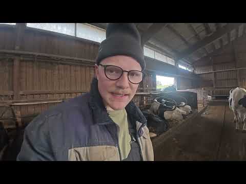 FarmVlog#257 - annoying cows and the steep vineyard come out!