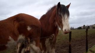 preview picture of video 'Walk To Meet Scottish Clydesdale Horses Fife Scotland'