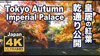 ［４K］TOKYO JAPAN 東京・皇居•乾通りの紅葉 The Autumn leaves of the Imperial Palace 東京観光 日本の紅葉 　ディスカバーニッポン