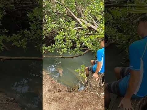 look at these big American crocodiles #crocodile #alligator #animal #dangerous