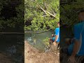 Look At These Big American Crocodiles Crocodile Alligator Animal Dangerous