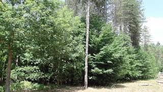 Selling The Pine Trees Part 2 - TROUBLE