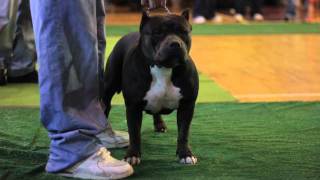 preview picture of video 'Champion Larkie at the Anderson SC ABKC Bully Bowl'