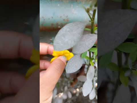 #flowers #shortvideo #nature 🌼🌼🌼🌼🌼🌼🌼🌼🌼🌼🌼🌼🌼🌼🌼