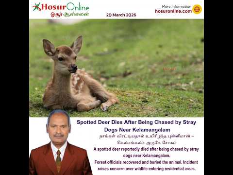 Spotted Deer Dies Near Kelamangalam After Being Chased by Stray Dogs