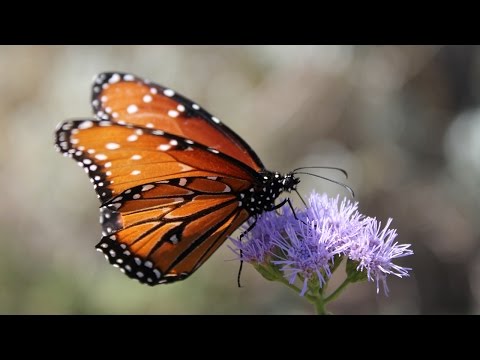 तितलियों की अनोखी दुनिया और अपने पैरों से स्वाद पहचानने का रहस्य
