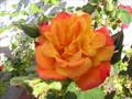 Rose of Love - Gene Vincent