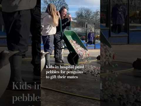 Children in hospital paint pebbles for penguins to gift their mates