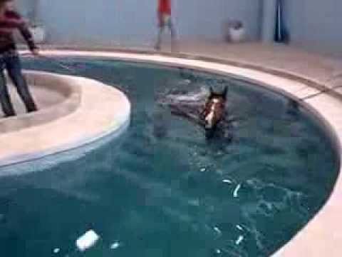Cavalo Puro Sangue Inglês treinando na piscina