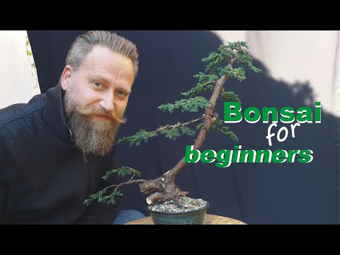 kleiner Bonsai