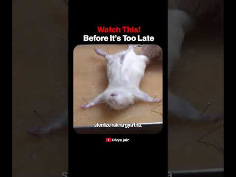 The Parasite That Makes You Take Dangerous Decisions