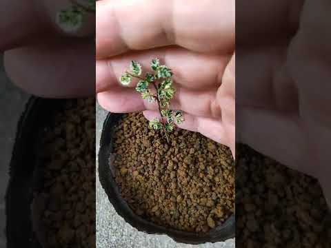 自宅で盆栽を育てる方法 屋内屋外用のズーム種 知っておくべき重要なポイント