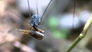 preview picture of video 'Sony Alpha A580 video test - Harvestman having lunch'