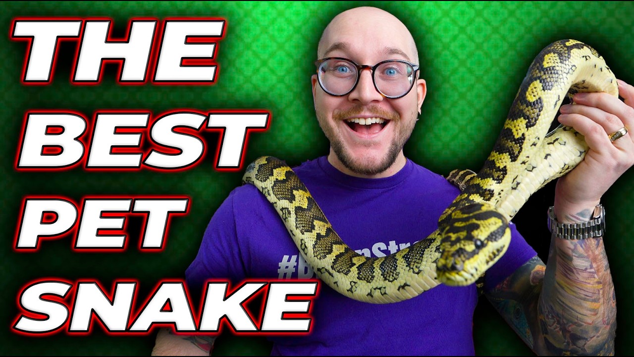 THIS Is The Best Pet Snake! Carpet Pythons!