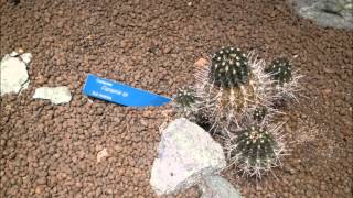 הגן הבוטני של קליארי (Orto botanico di cagliari) - יוני 2015